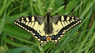Papilio (Papilio) machaon DSC80528