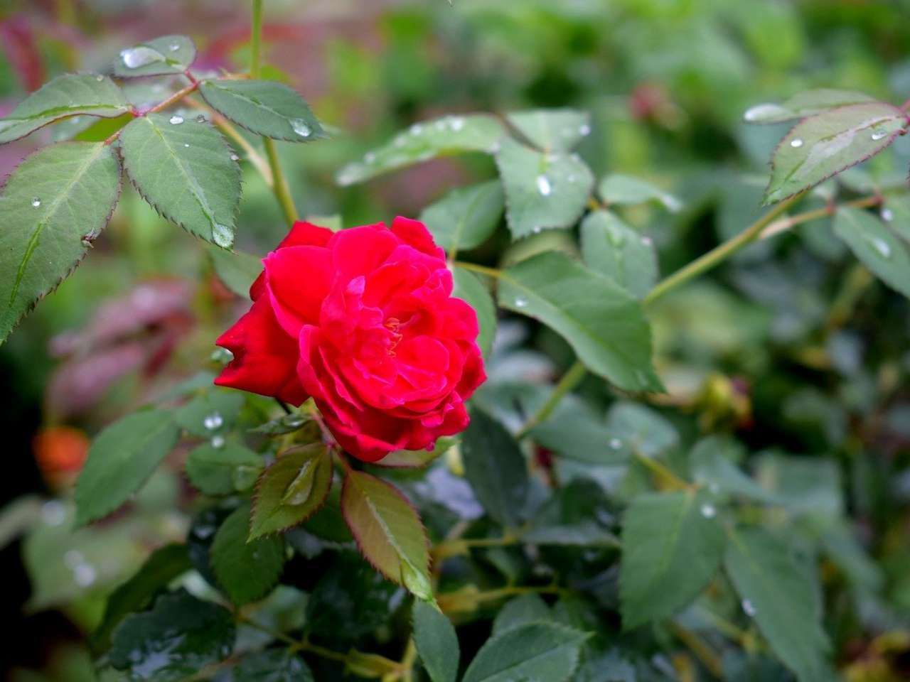 Cara Menanam dan Merawat Bunga Mawar di Pot agar Rajin Berbunga Arafuru