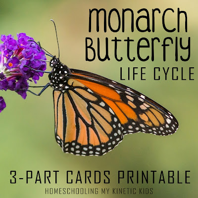 Montessori-inspired 3-part cards to match the Safari Ltd life cycle set with bonus ideas for learning about monarch butterflies.