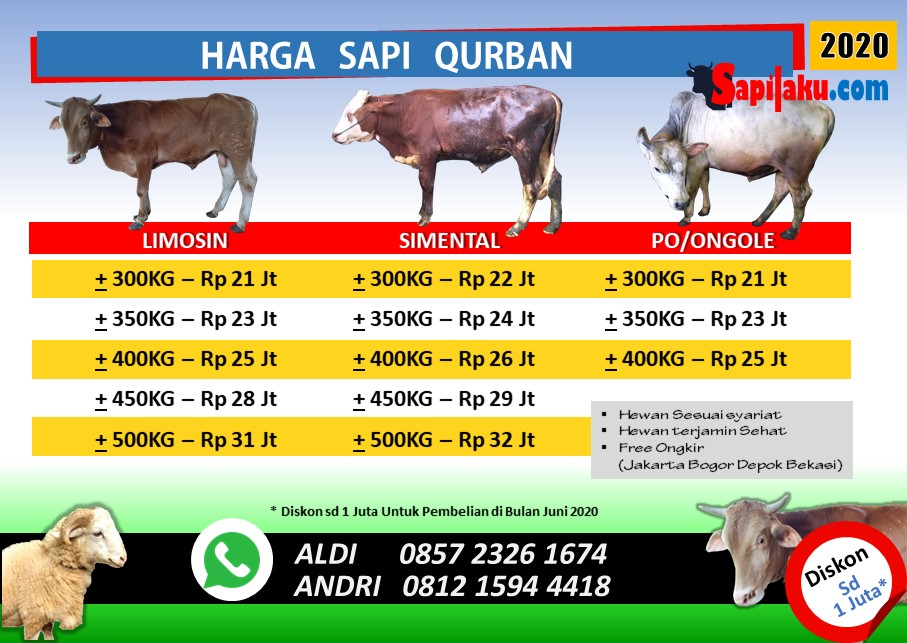 Harga Sapi Kurban 1 Ton / Presiden SBY sumbang seekor sapi seberat 1
