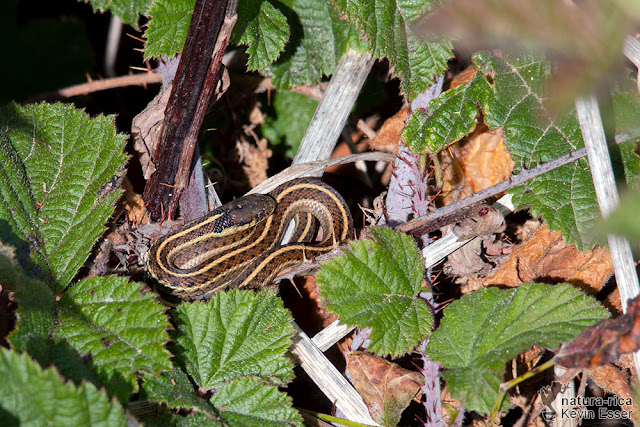 Thamnophis elegans terrestris - Coast Gartersnake