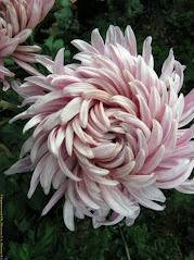 A beautiful chrysanthemum with pale pink swirling petals