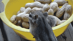 chipmunk gif chipmunk gif