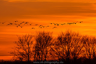 Naturfotografie Wildlife Tierfotografie Lippeauen Sonnenuntergang Nikon