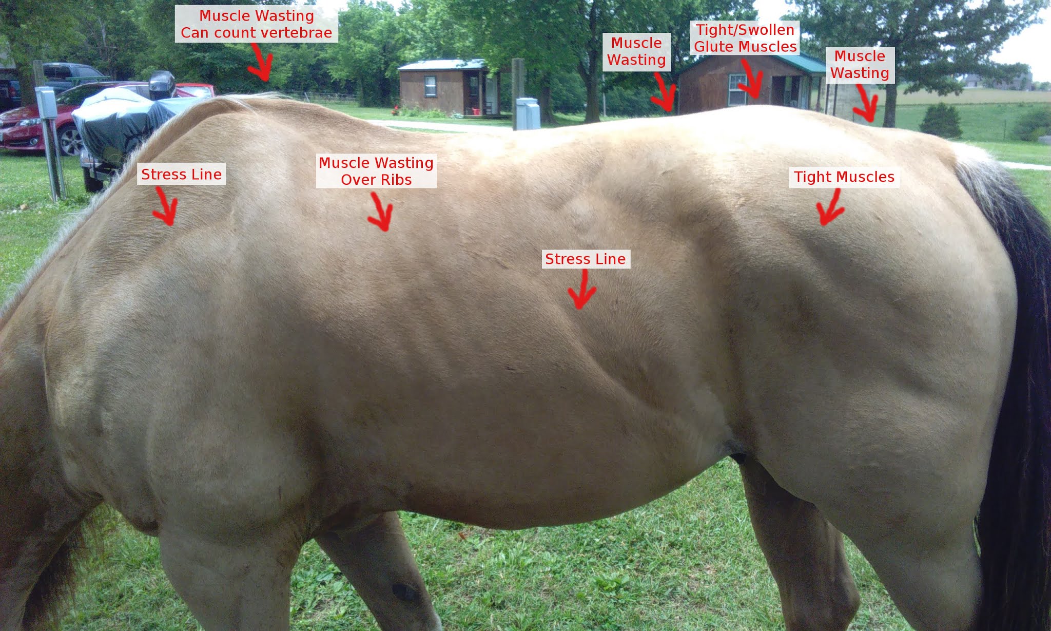 PSSM1 Symptoms, PSSM2 Symptoms, PSSM Symptoms