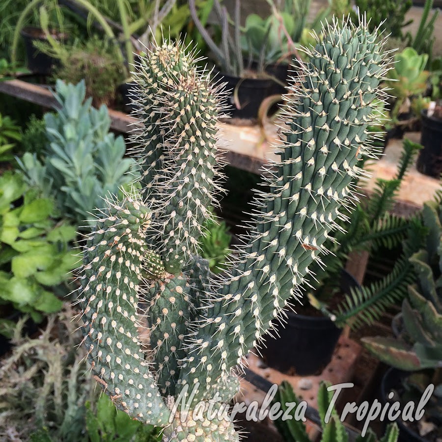 Vista de los tallos característicos del cactus Choya, Cylindropuntia fulgida