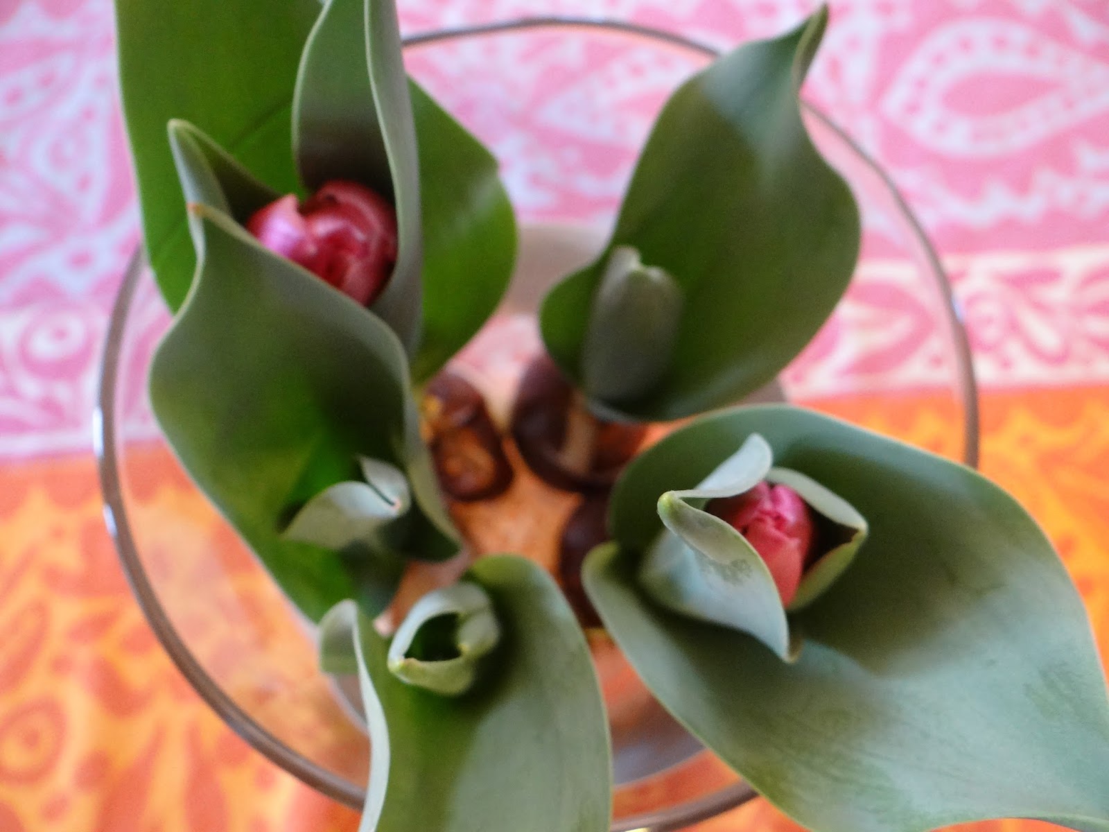 Trader Joe's 365 Tulip Bulbs in Glass Vase