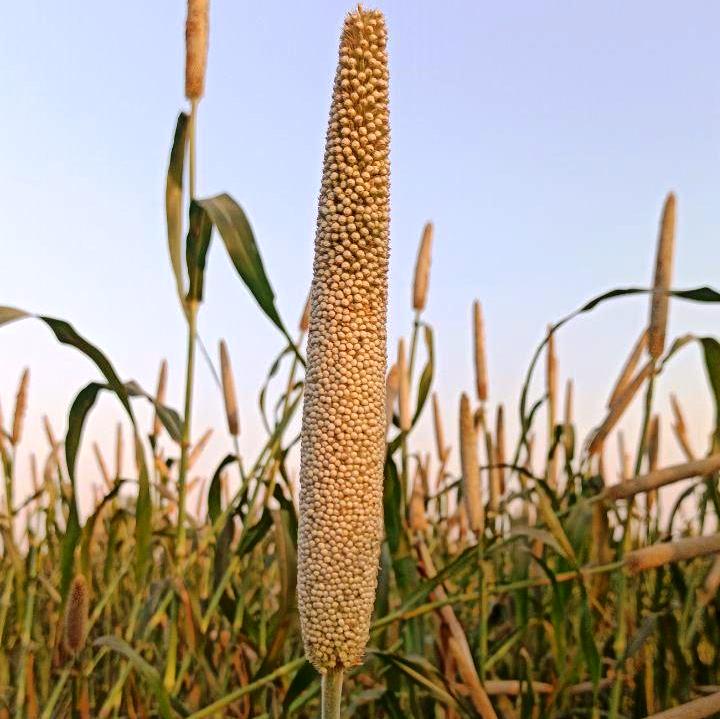 Bajara or Bajadi Ki Bali