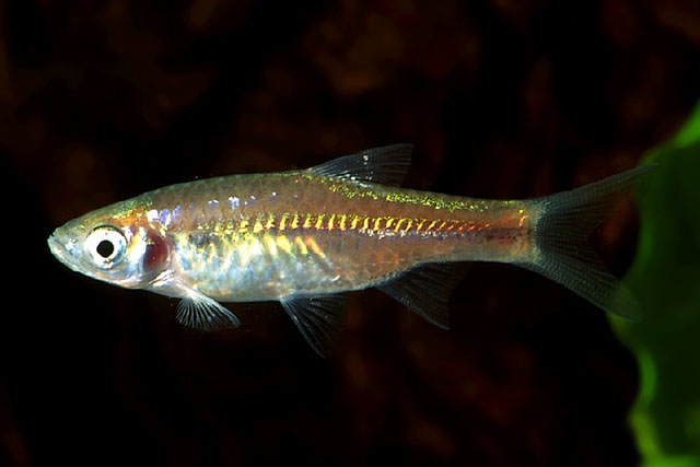 Artes de Pesca VAMOS A PESCAR RASBORA