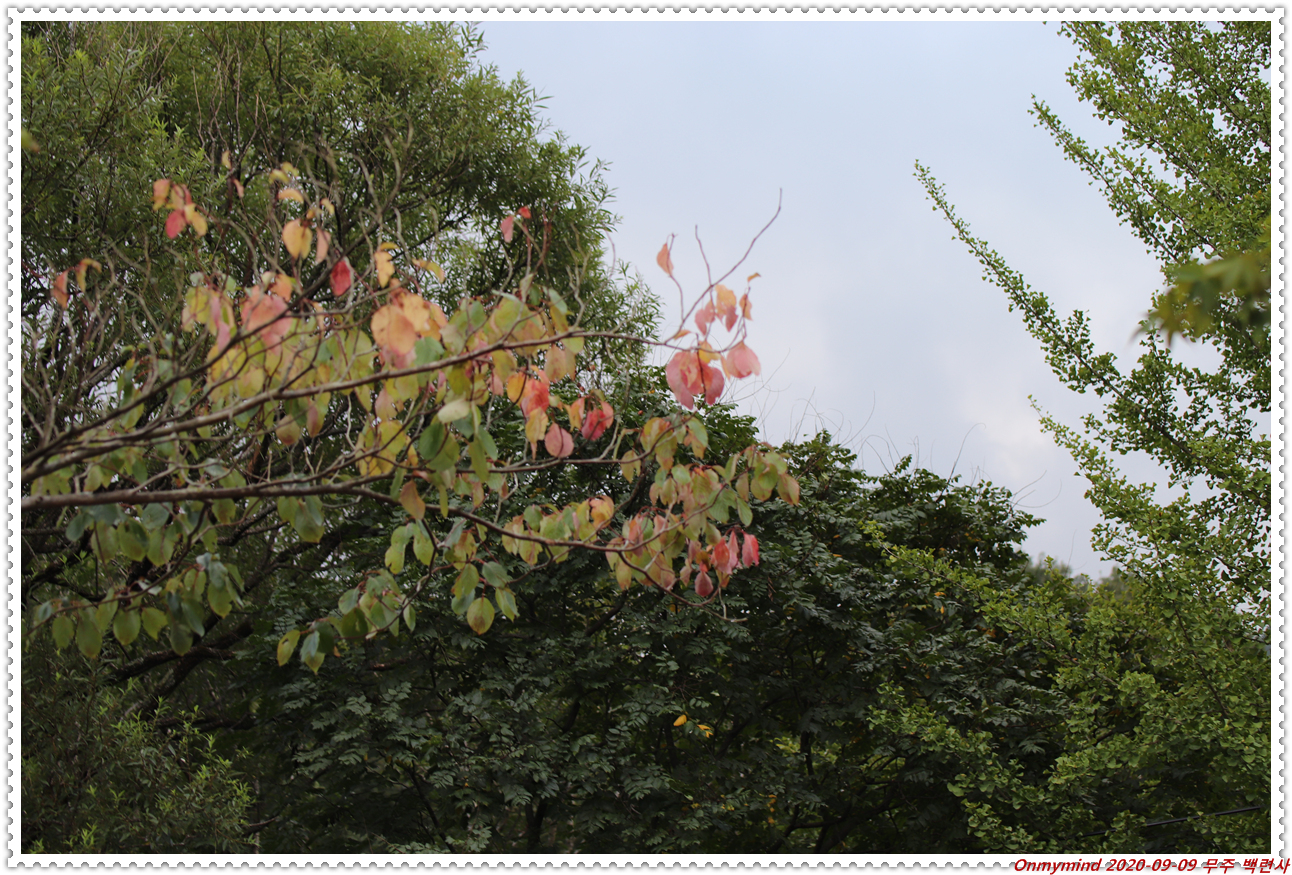 무주 백련사 무주 백련사