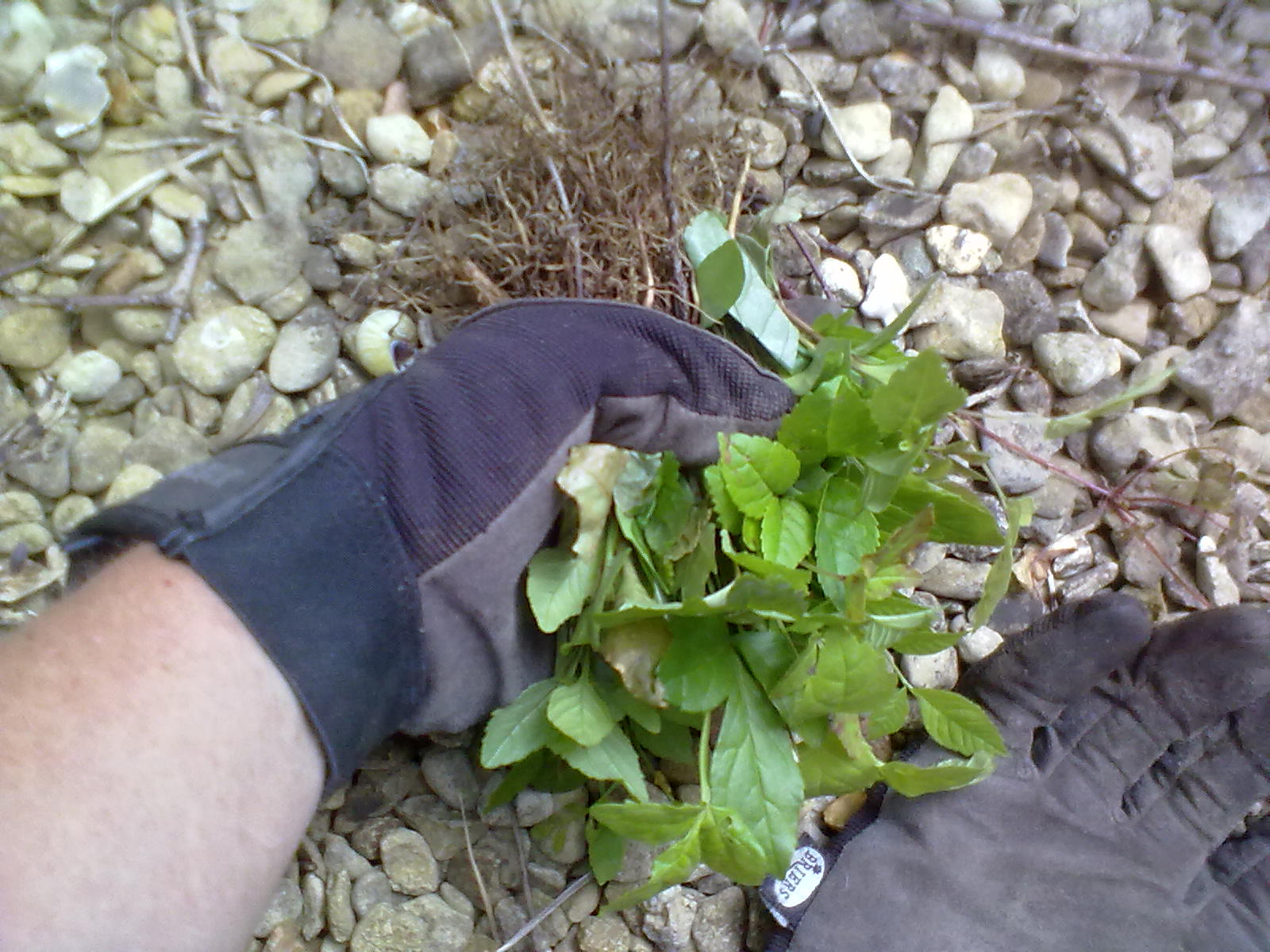 Rachel the Gardener How to get rid of Ash saplings when digging is not