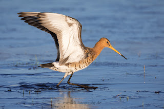 Wildlifefotografie Naturfotografie Dümmer See Uferschnepfe