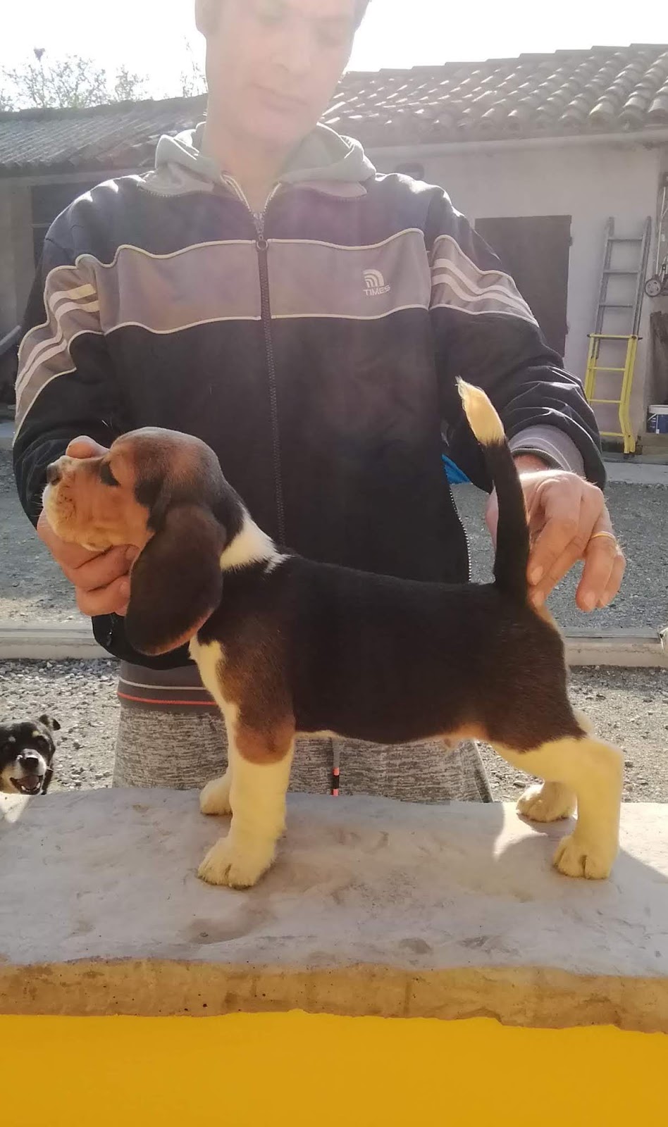 Cuccioli Beagle Disponibili Httpwwwbeaglelamarcait