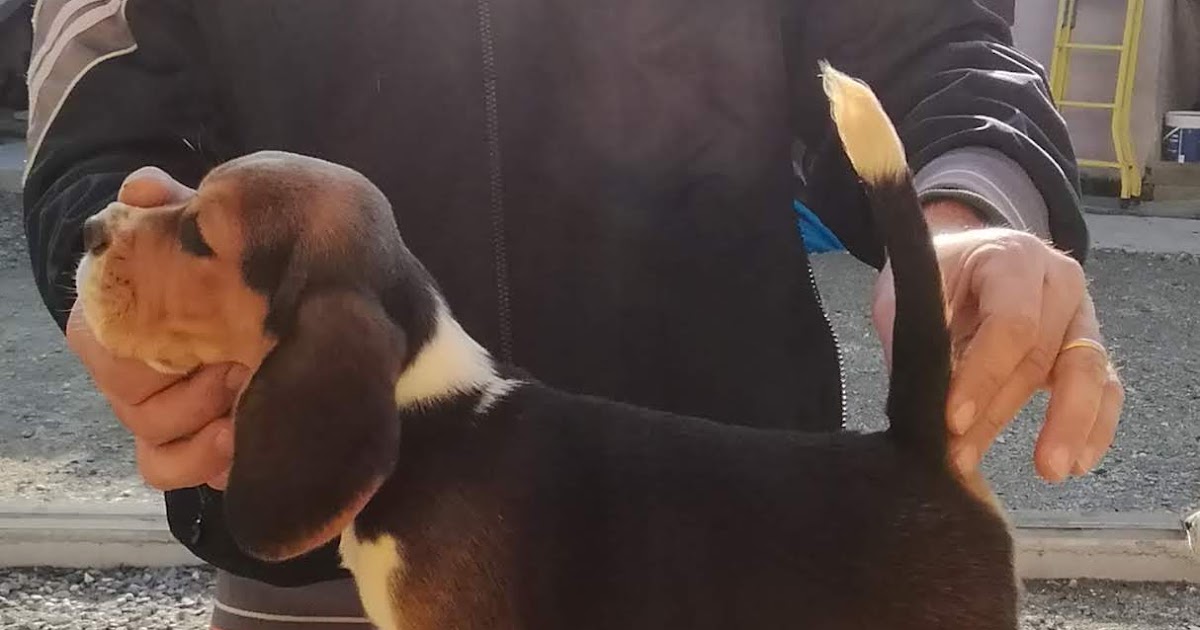 Cuccioli Beagle Disponibili Httpwwwbeaglelamarcait