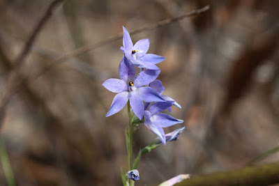 Dotted Sun Orchid (Thelymitra ixioides var. ixioides) Protected