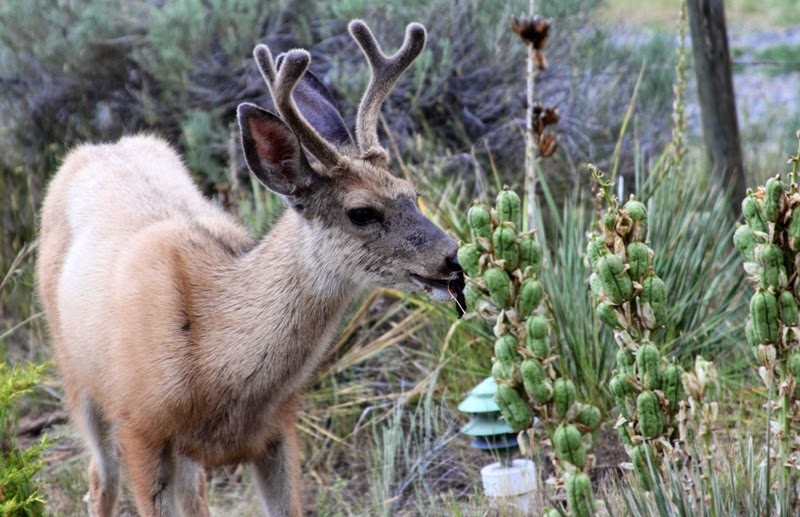 The Sky Is My Garden The Deer and the Yucca