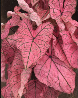 Caladium Spring Fling Caladium Spring Fling