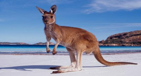 Kangaroos Are Found In Which Country