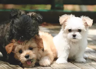 Top 16 Small dog breeds in India with price