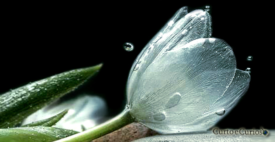 Flor esqueleto - flor de pétalas de vidro - Diphylleia grayi Imagem 1