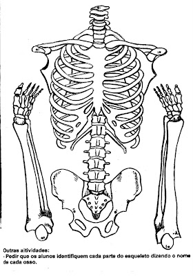 esqueleto%252525202.gif - Atividades Corpo Humano