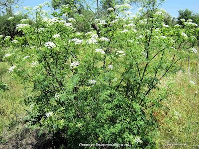 Κώνειο: Conium maculatum L.