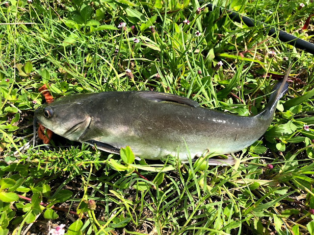 Hard Headed Salt Water Catfish