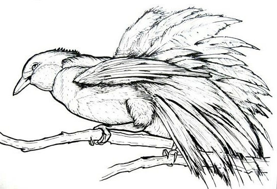Gambar burung cendrawasih Gambar burung cendrawasih