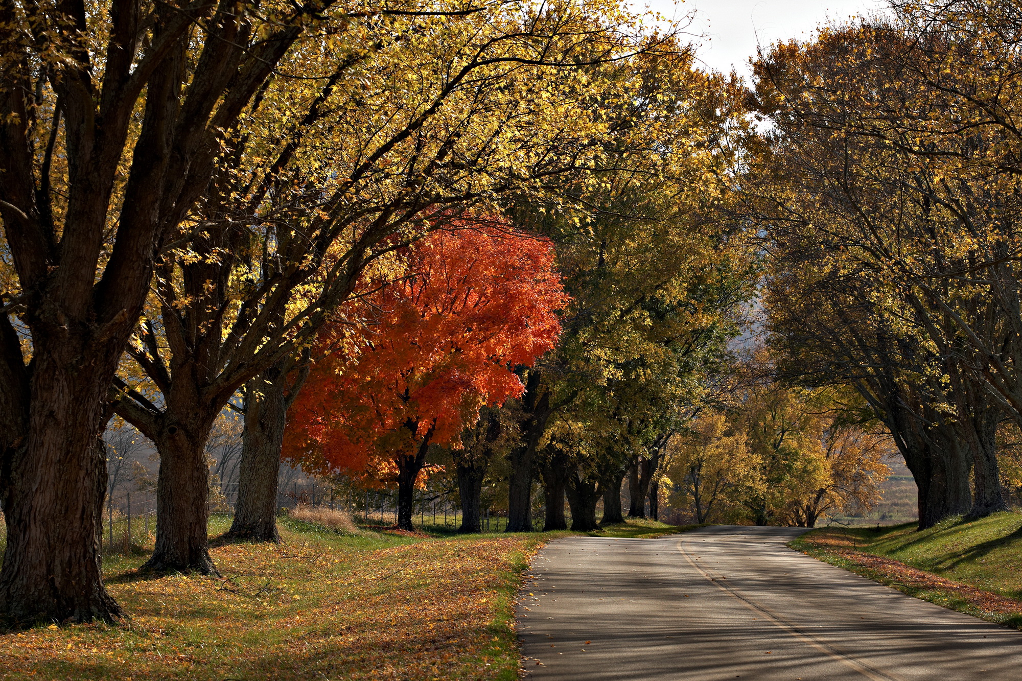 A Life in Photography McLemore Cove Part 4