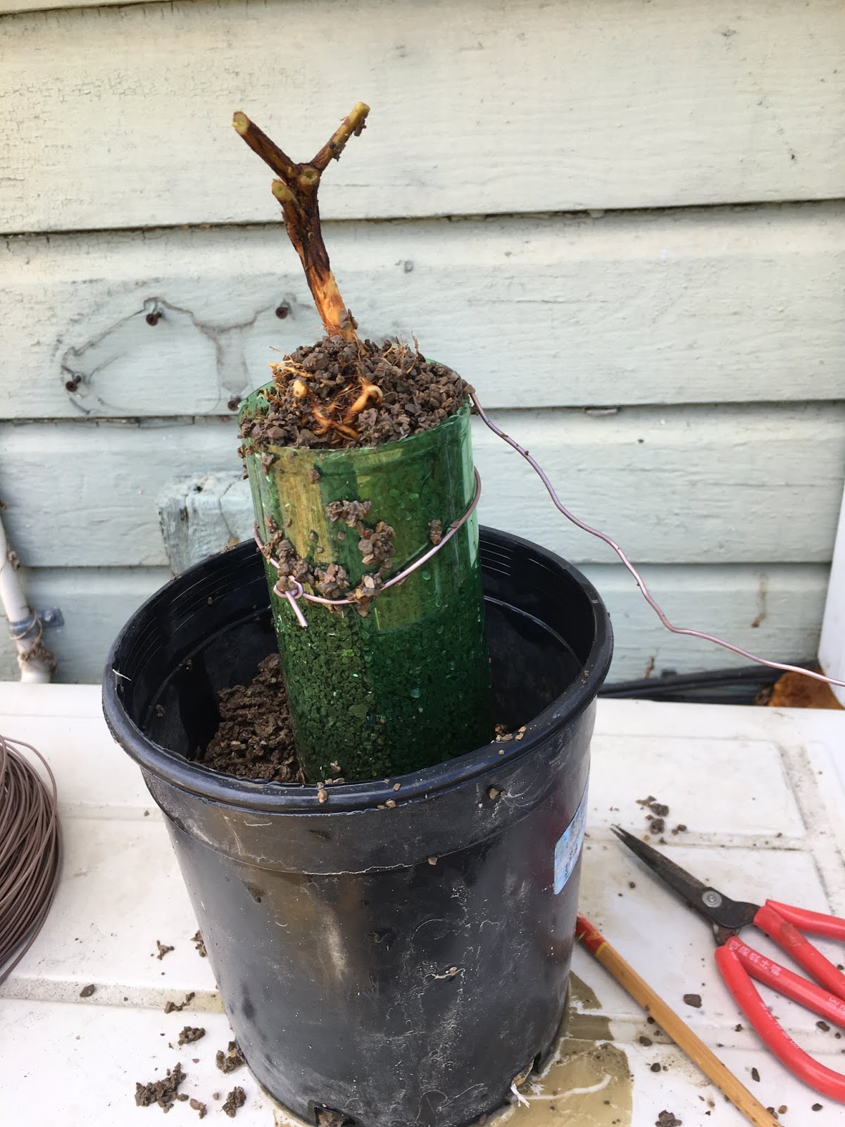 Bonsai Victor Neagari Azalea Exposed Root Style Azalea