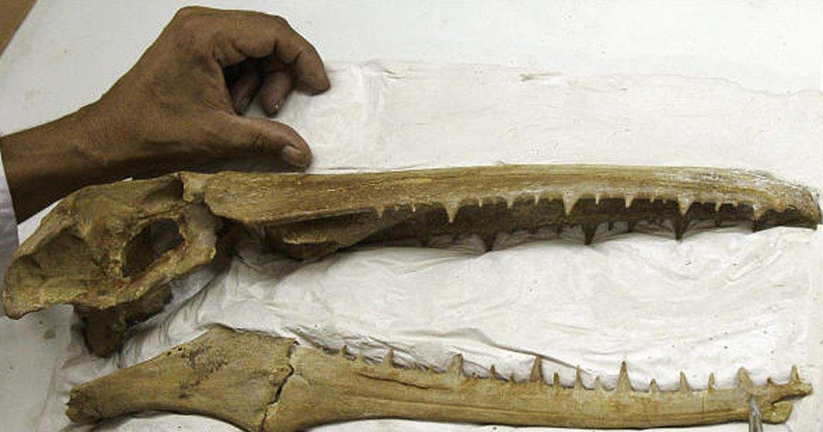 Antarctica Yields Oldest Fossils of Giant Birds With 21foot Wingspans