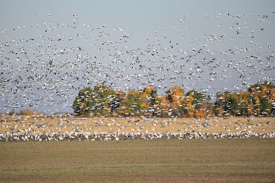 Fall migration of birds Saskathewan.