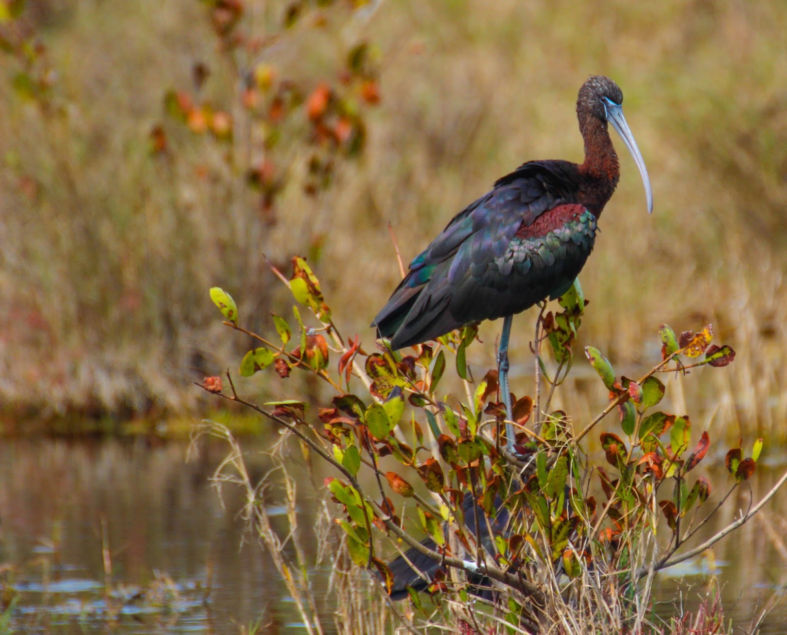 Cannundrums Glossy Ibis