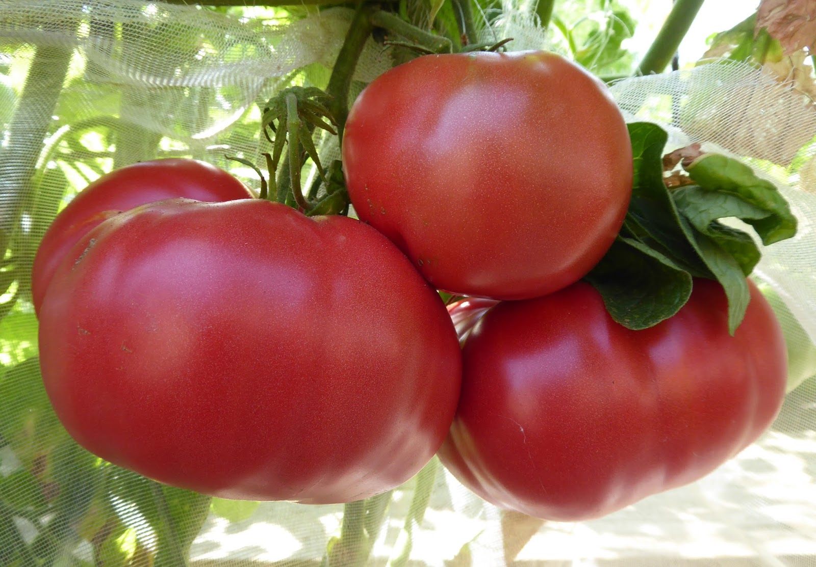 Розовые томаты для теплицы. Томат тепличный крупноплодный. Томат выставочный Мязина. Томаты суперранние низкорослые сорта. Семена помидоров низкорослые крупноплодные.