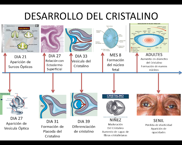 CRISTALINO FISIOLOGÍA Y BIOQUÍMICA OCULAR CRISTALINO FISIOLOGÍA Y BIOQUÍMICA OCULAR