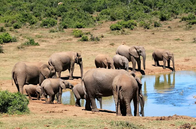Características da População de Elefantes Africanos  Textos para aulas de Biologia