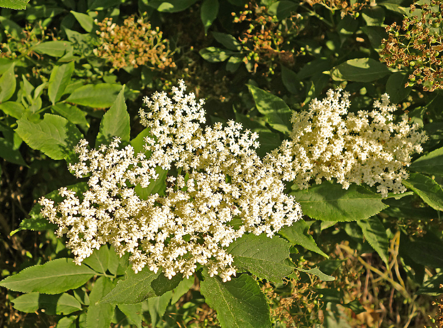 Living the life in Saint-Aignan: Fleurs sauvages