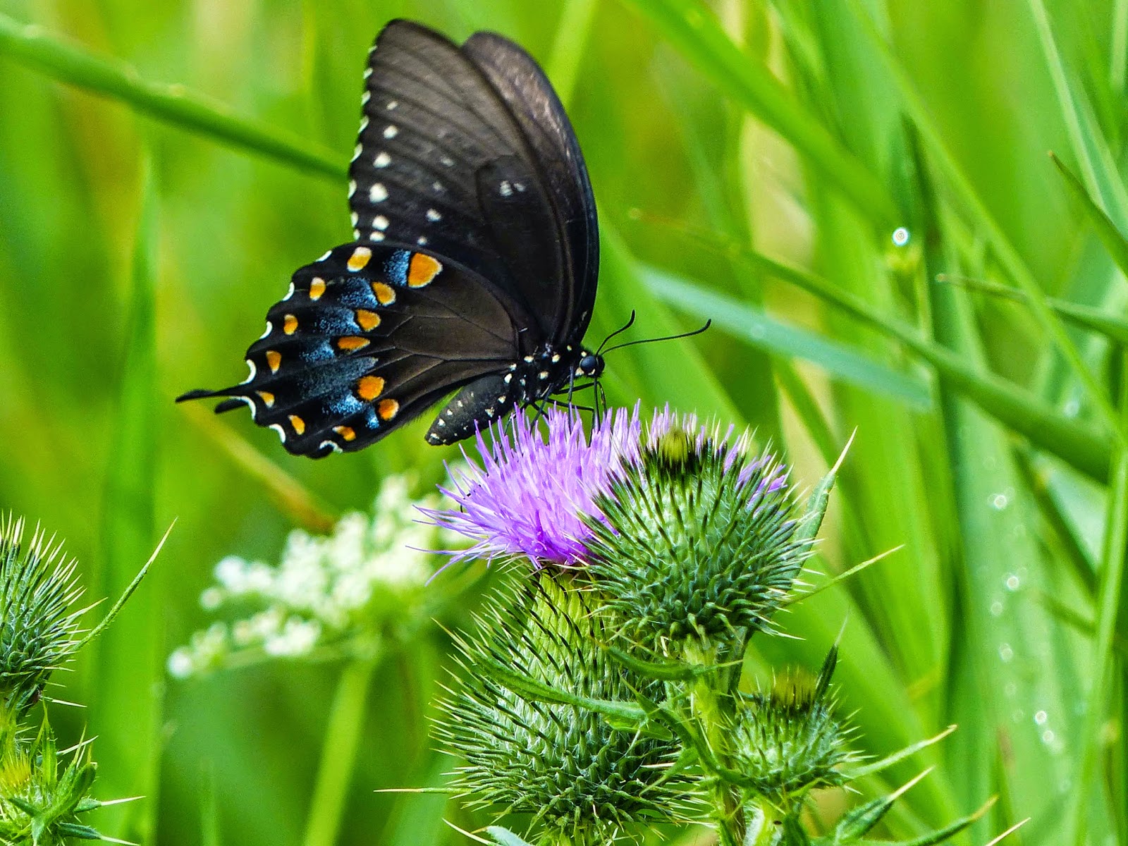 Gale S Photo And Birding Blog Black Swallowtail
