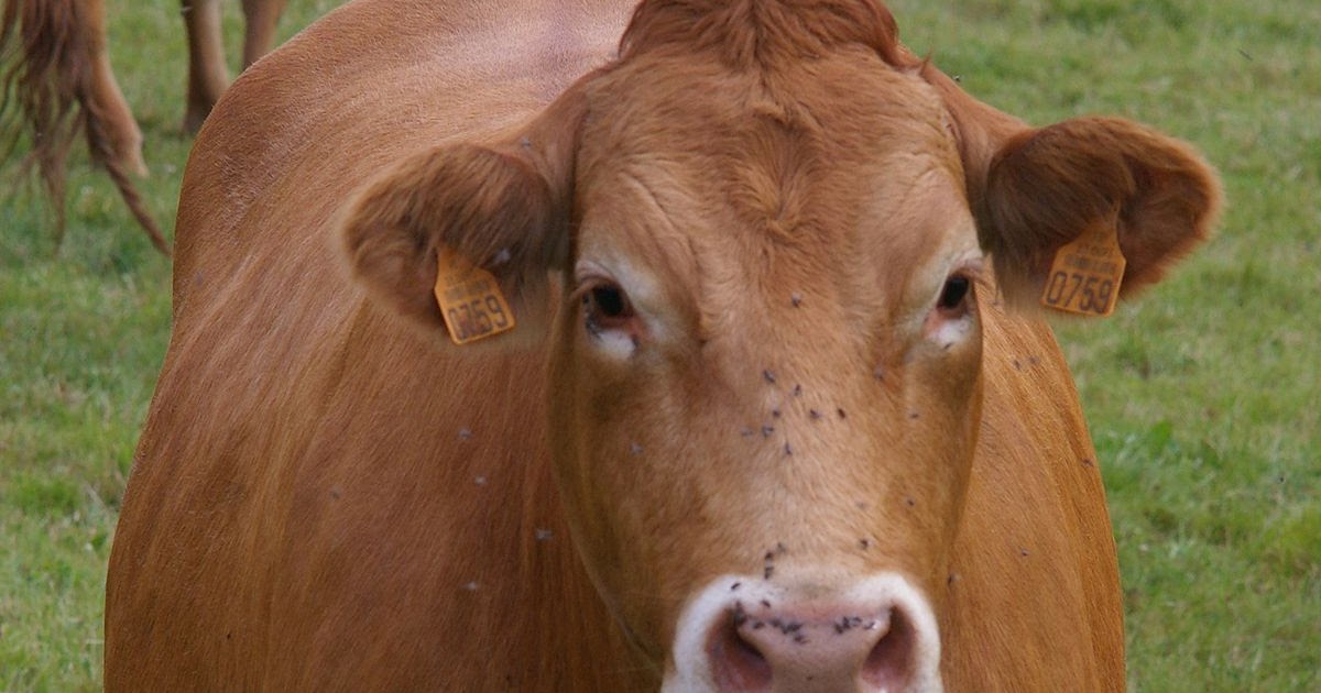 Порода крс лимузинская быков. Лимузин крс. Лимузинская порода крс. Порода крс лимузинская быков. Лимузинская порода крс.