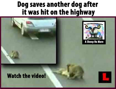A Sheep No More : (VIDEO) Hero Dog saves another dog after it was hit ...