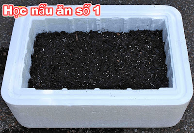 Chuẩn bị chậu xô để trồng