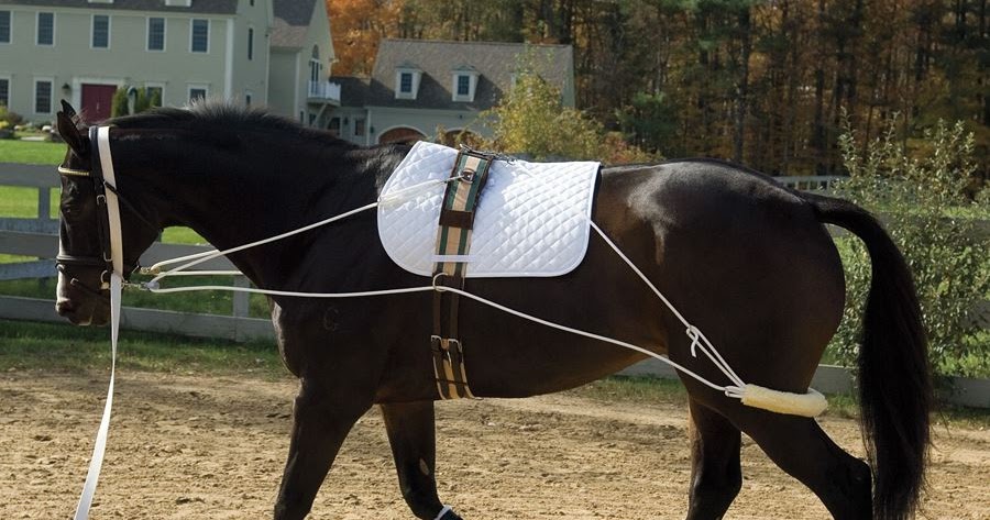Cob Jockey: Product Review: Equicore Concepts Equiband System