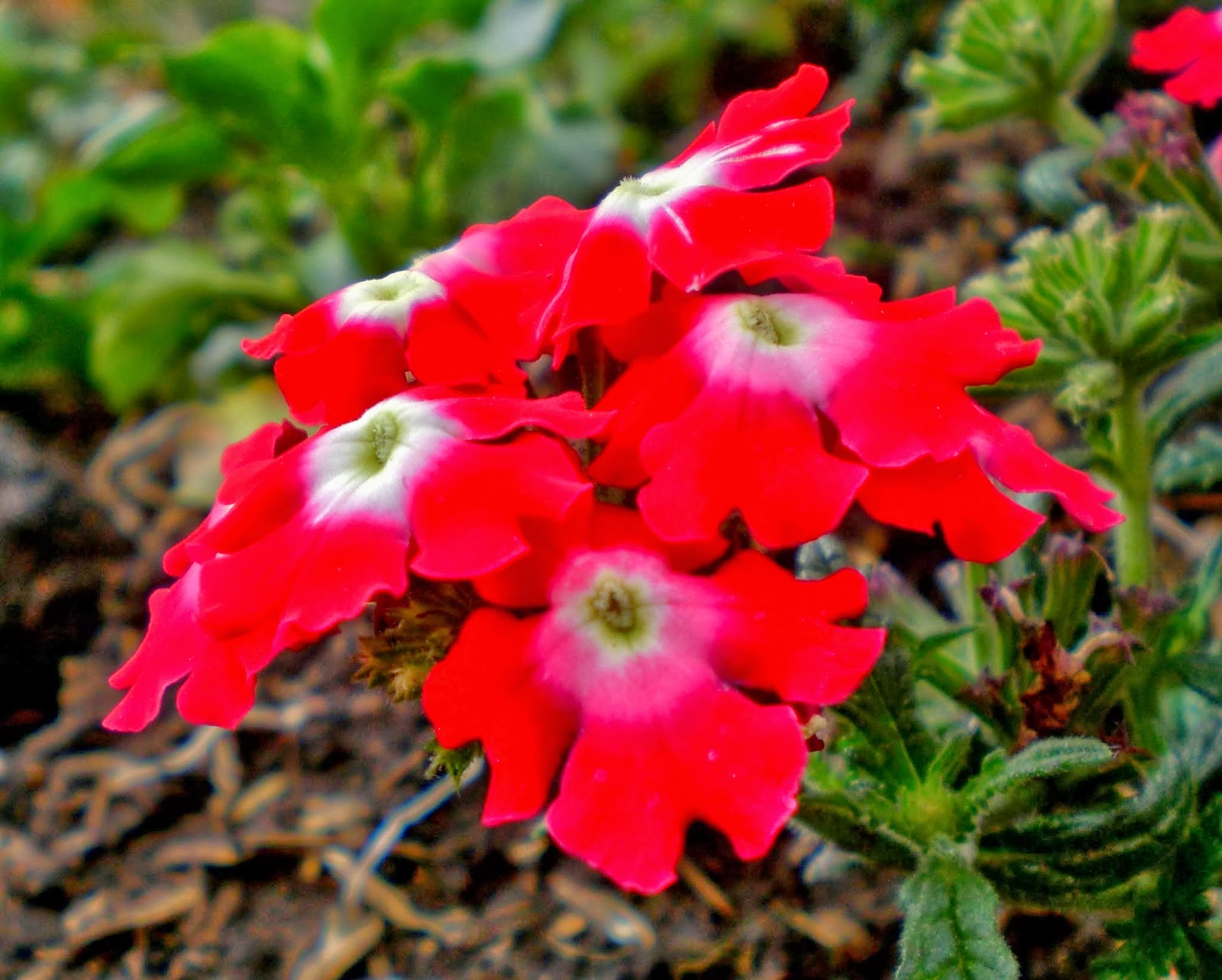 Verbena Flores colombia