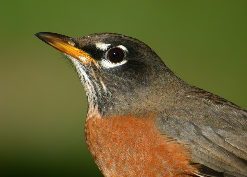 Dope City Free Press Robin Pair