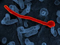 Ebola Virus - इबोला वायरस Ebola Virus - इबोला वायरस