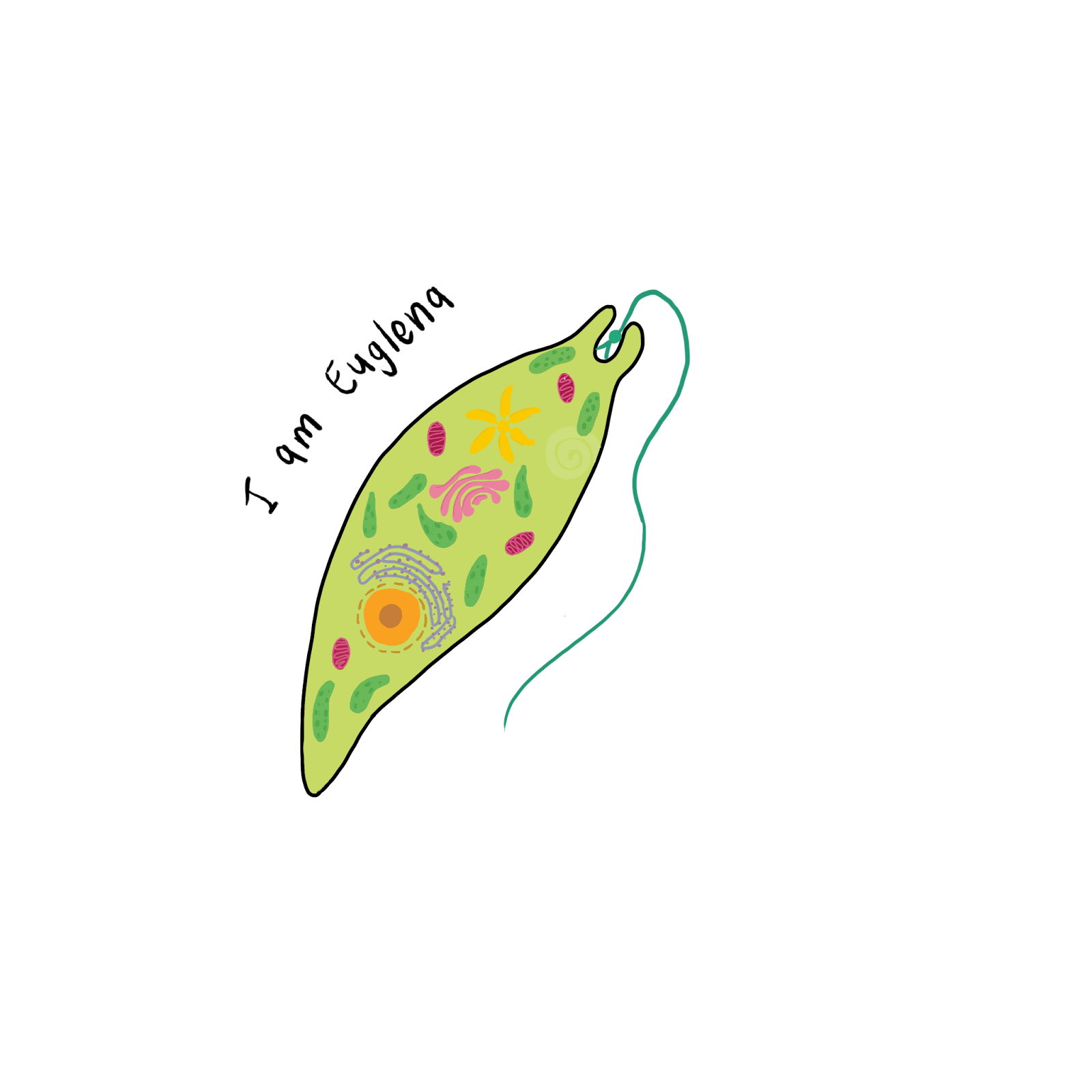 BIODIVERSITY Euglenozoa