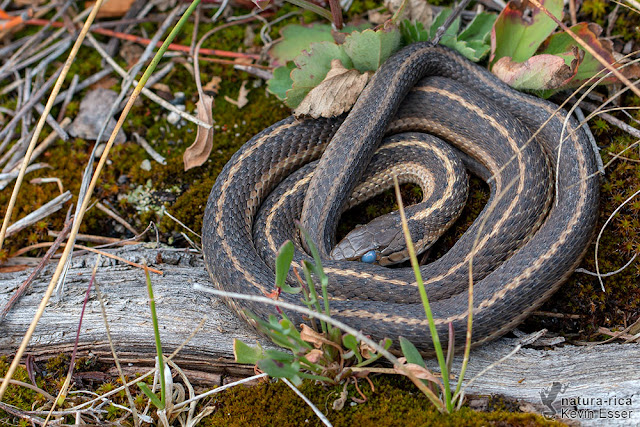 Thamnophis elegans vagrans - Wandering Garter Snake