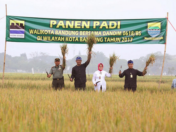 Ridwan Kamil panen padi di Sukapura Kiaracondong