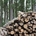 PBL: beschikbaarheid en toepassingsmogelijkheden van duurzame biomassa 