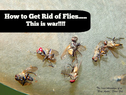 flies rid homestead born war mis adventures tuesday tips